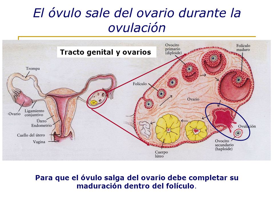 Cuanto tiempo dura la ovulacion
